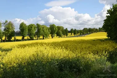 Rzepakowe pola Powiśla