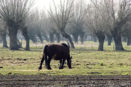 Naturalny krajobraz Żuław Elbląskich