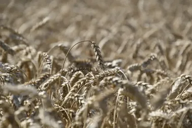 Przez Żuławy do Kątów Rybackich