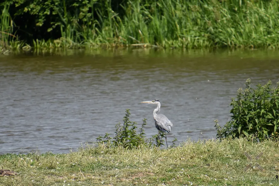 Żuławy