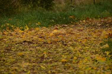 Chimeryczna jesień na Żuławach