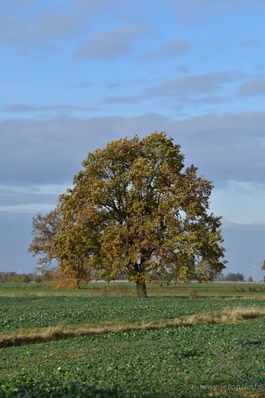 Żuławy