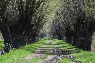 Drużno, Tina, wierzby i bociany...