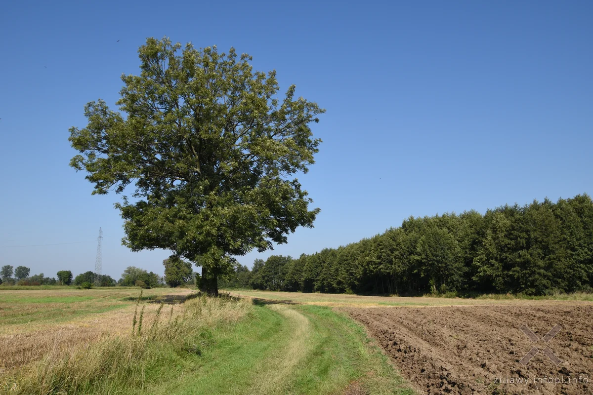 Nad Szkarpawą, odcinek Chełmek - Osłonka