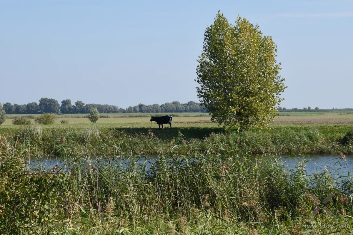 Nad Szkarpawą, odcinek Chełmek - Osłonka