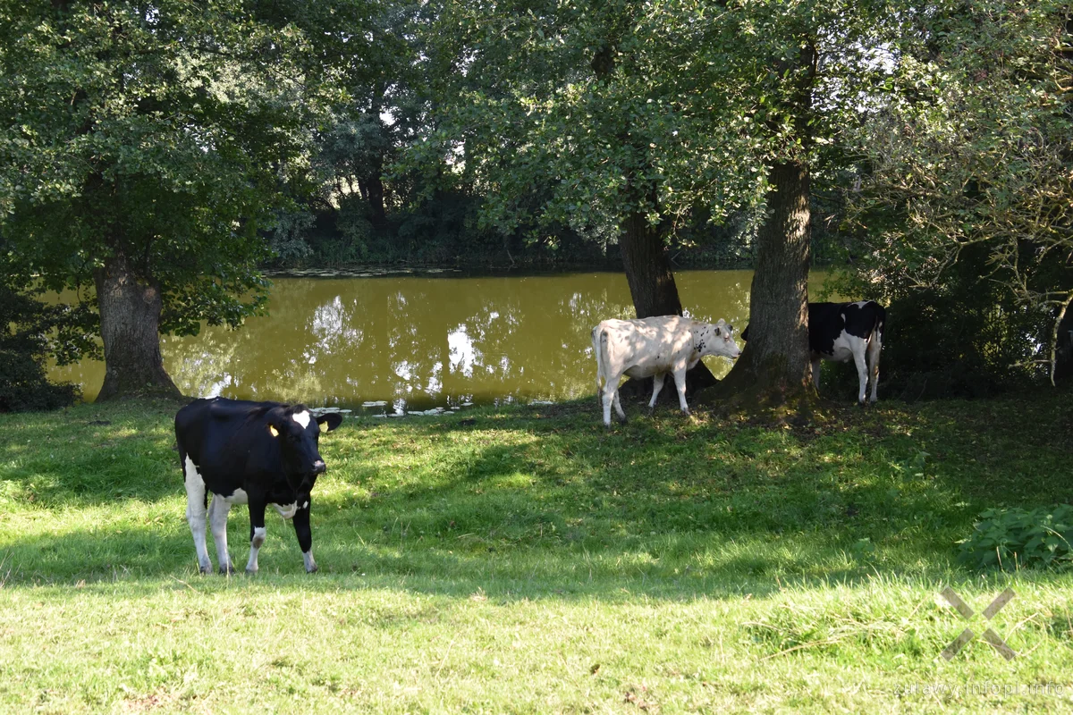 Odcinek Marzęcino - Rakowiska