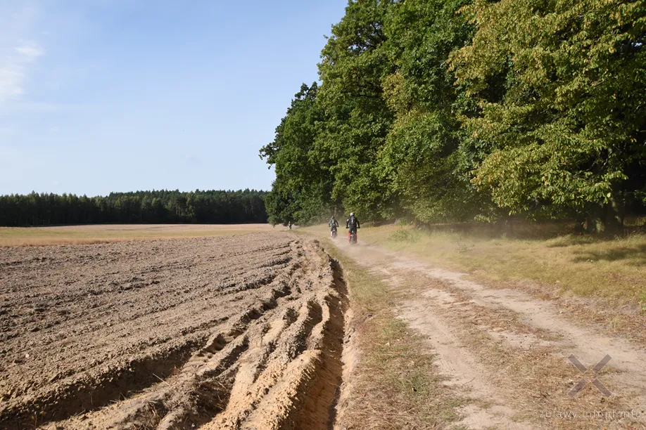 Polna dębowa aleja w okolicach Węgier