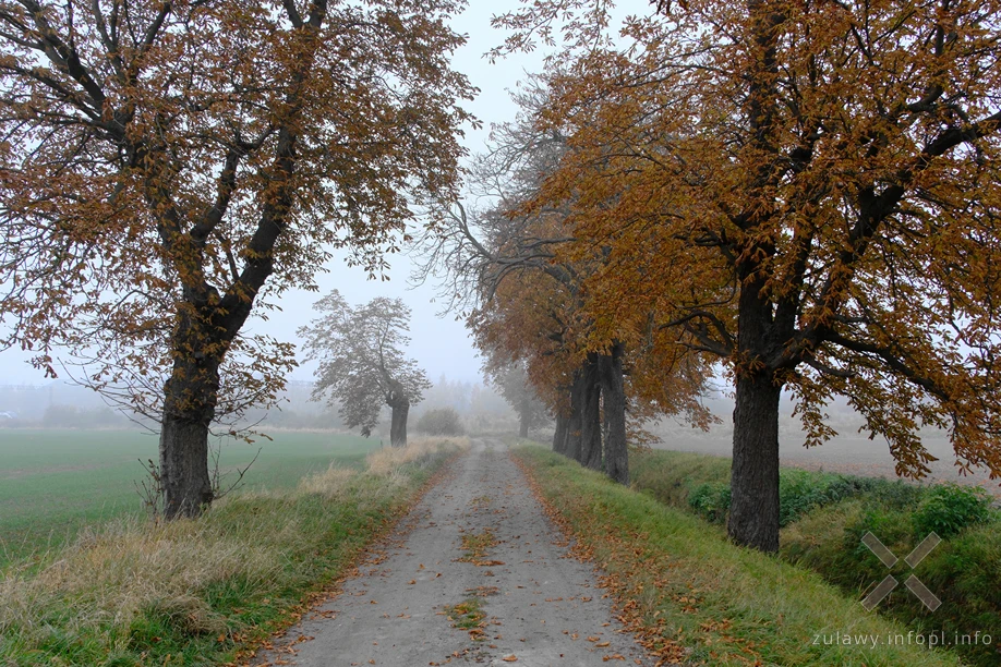 Kasztanowce przy ul. Kasztanowej w Malborku