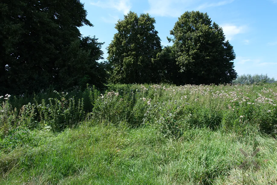 Cmentarz mennonicki w Niedźwiedziówce