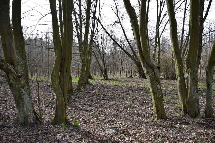 Miejsce po dawnej leśniczówce Neuhakenberg