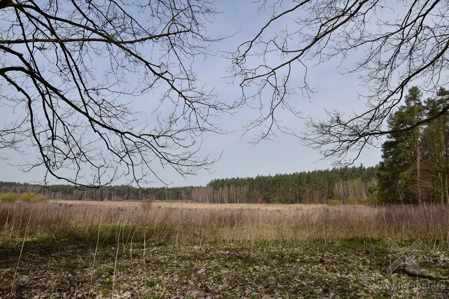 Dolne Powiśle