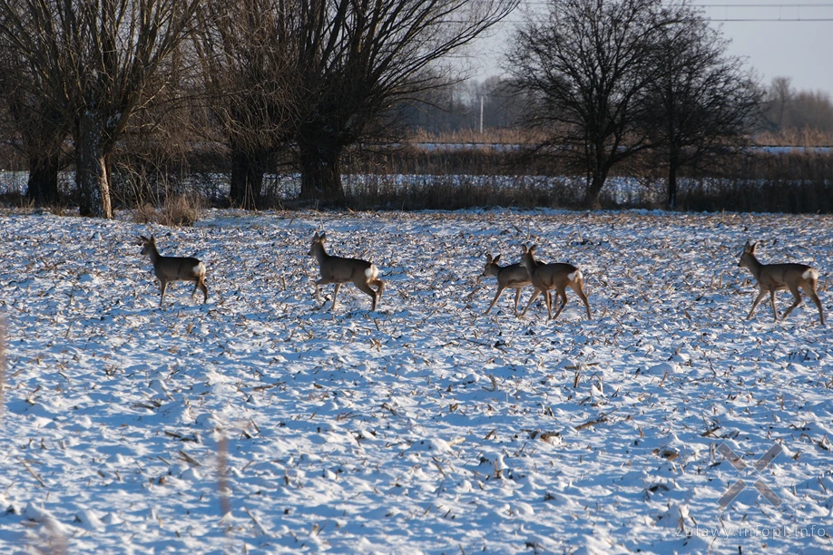 Żuławy