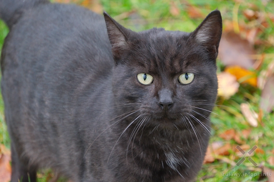 Pojezierze Dzierzgońsko-Morąskie- cmentarz w Koślince