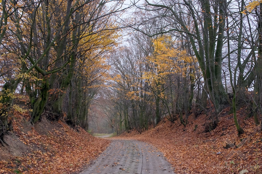 Pojezierze Dzierzgońsko-Morąskie