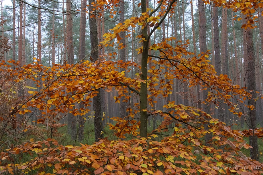 Pojezierze Dzierzgońsko-Morąskie