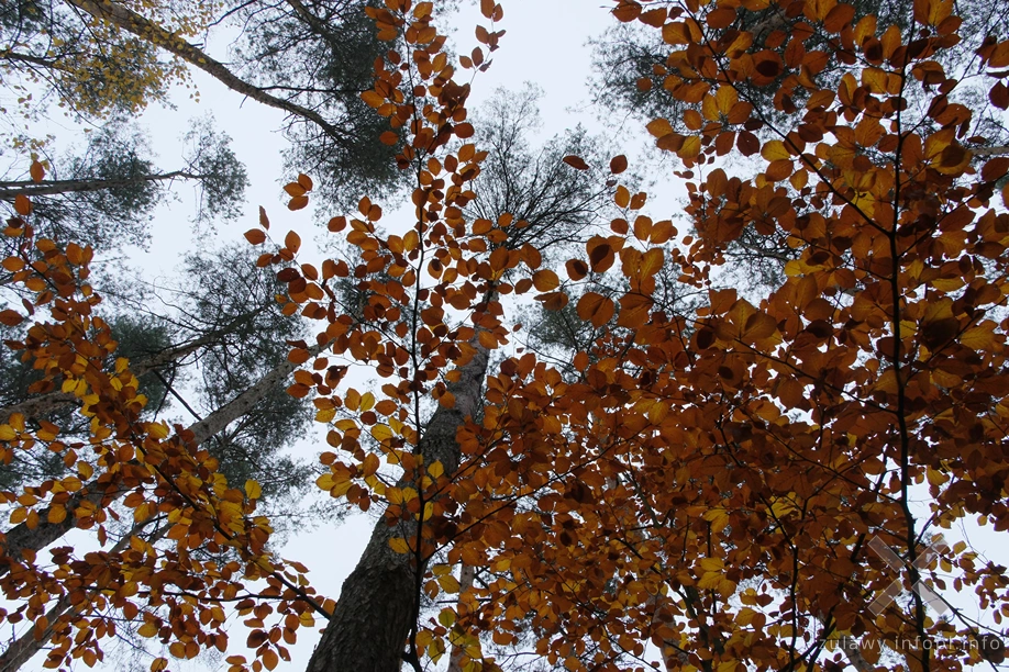 Pojezierze Dzierzgońsko-Morąskie