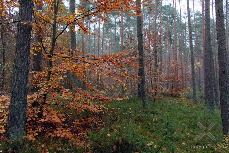 Pojezierze Dzierzgońsko-Morąskie