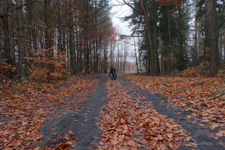 Pojezierze Dzierzgońsko-Morąskie