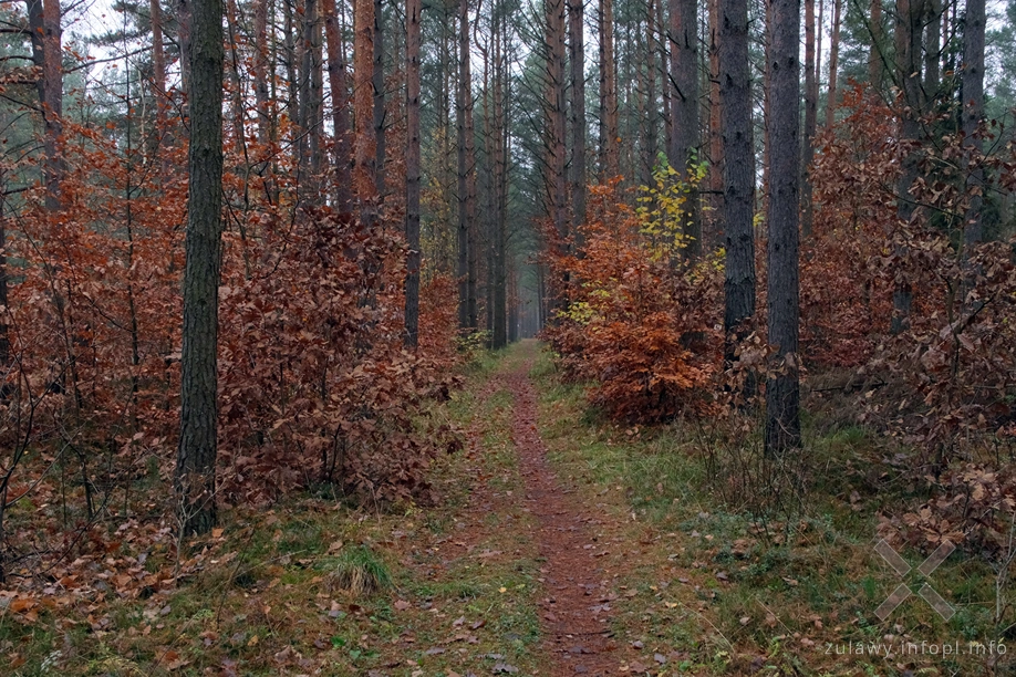 Pojezierze Dzierzgońsko-Morąskie