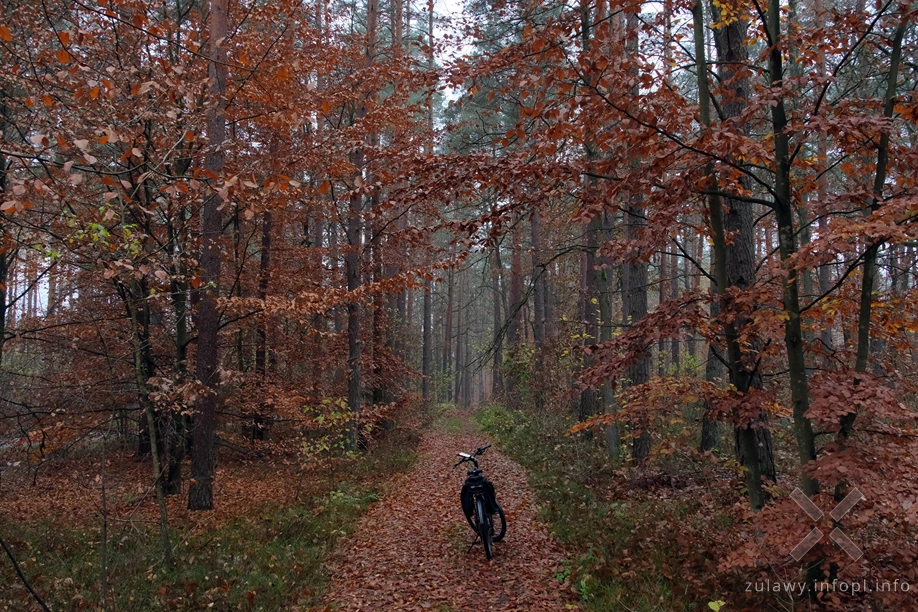 Pojezierze Dzierzgońsko-Morąskie