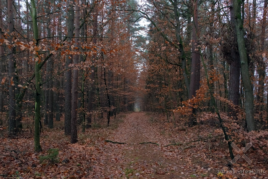 Pojezierze Dzierzgońsko-Morąskie