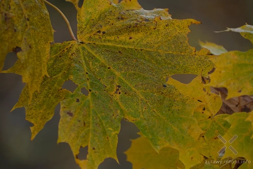 08.11.2025. Jesień 2025 na Żuławach Wielkich