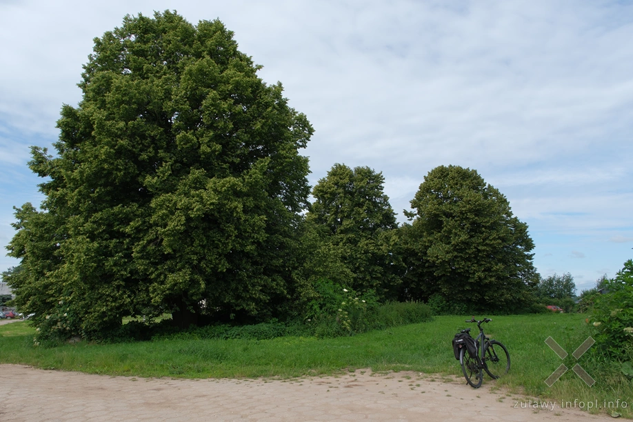 Lipy na cmentarzu mennonickim w Niedźwiedziówce Lipy na cmentarzu mennonickim w Niedźwiedziówce
