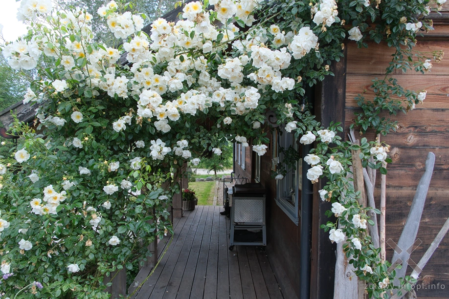 Schonbaum Chmielove w Drewnicy Schonbaum Chmielove w Drewnicy