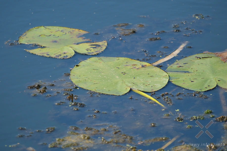Rzeka Święta Rzeka Święta