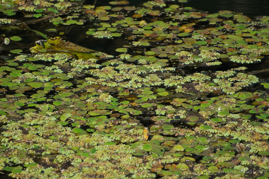 Rzeka Święta Rzeka Święta