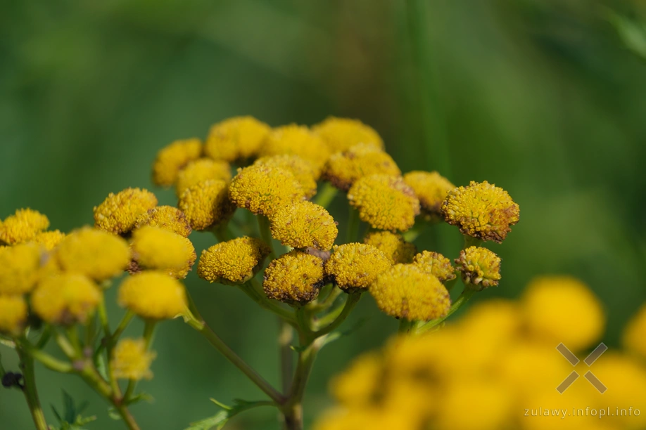 Wrotycz pospolity Wrotycz pospolity