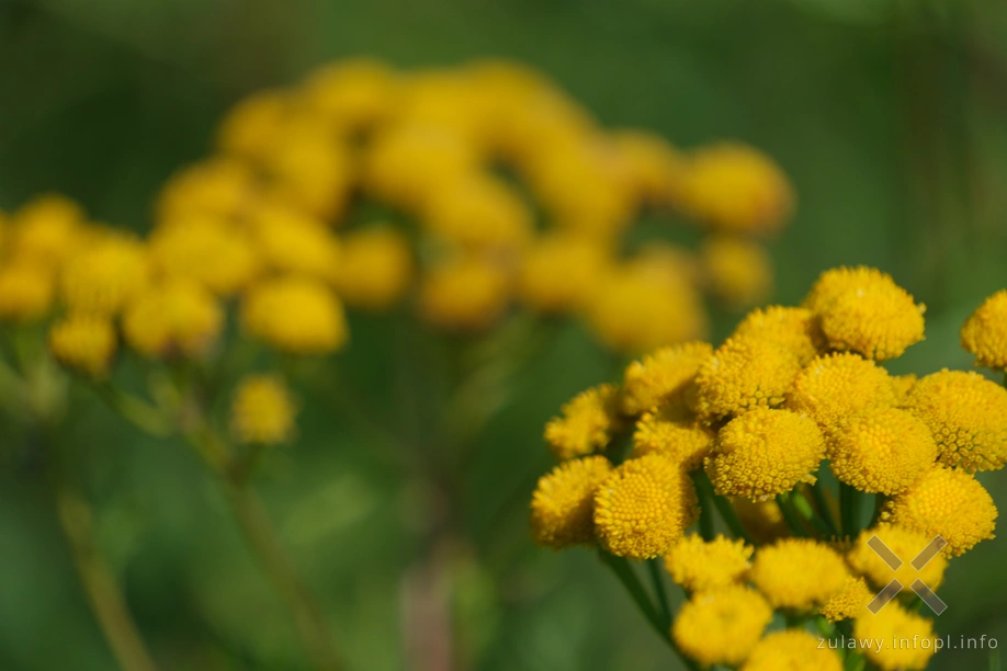 Wrotycz pospolity Wrotycz pospolity