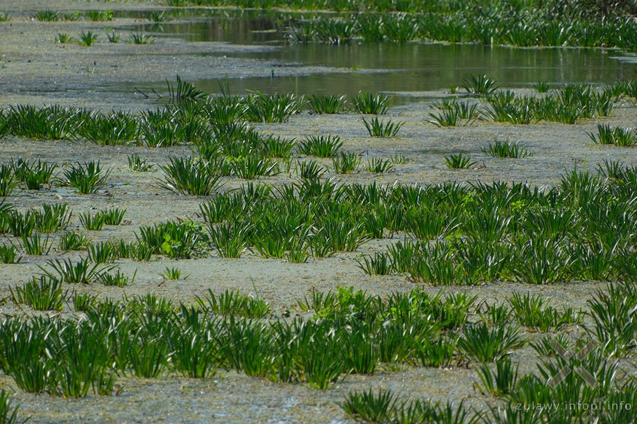 Rzeka Święta Rzeka Święta