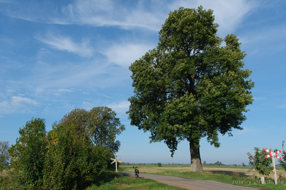 Żuławy Wiślane