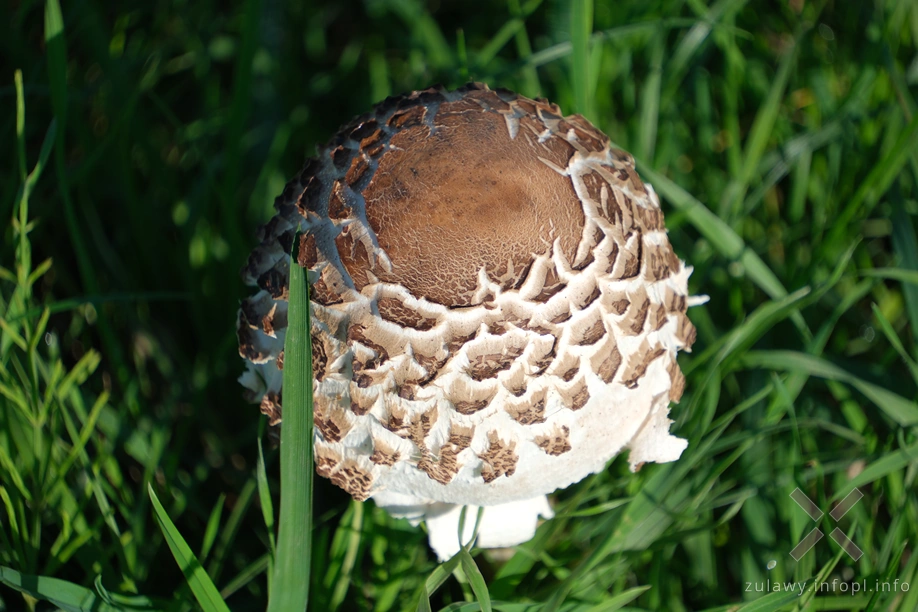 Żuławy Wiślane