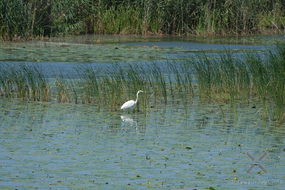 Czapla biała nad Cieplicówką Czapla biała nad Cieplicówką