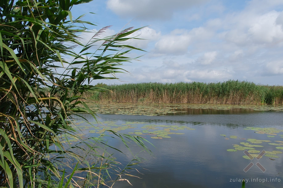 Polder Marzęcino- Stara Tuga Polder Marzęcino- Stara Tuga