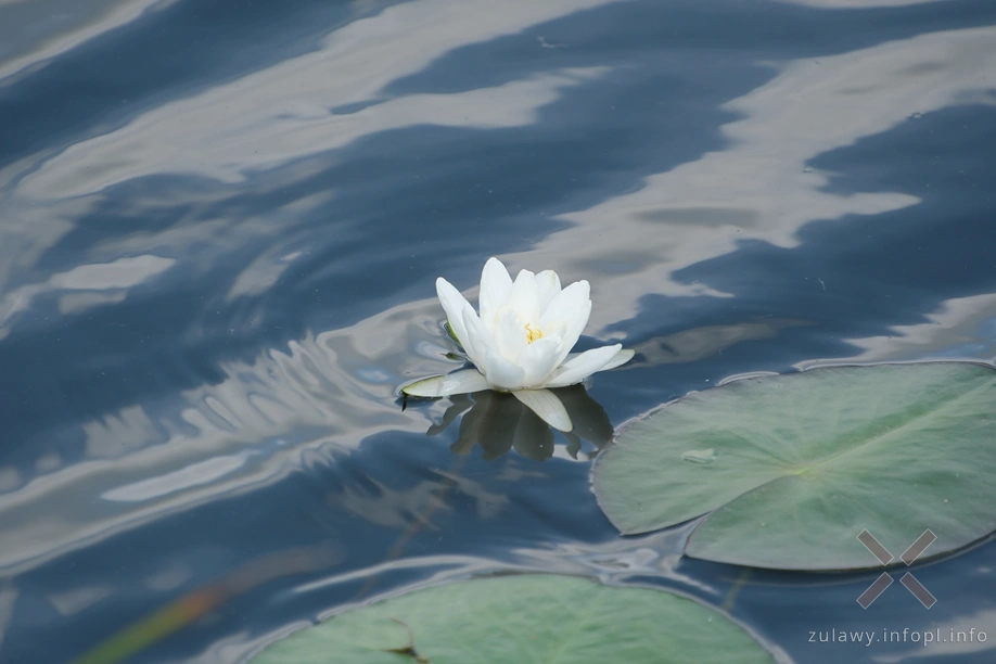 Polder Marzęcino- Stara Tuga Polder Marzęcino- Stara Tuga