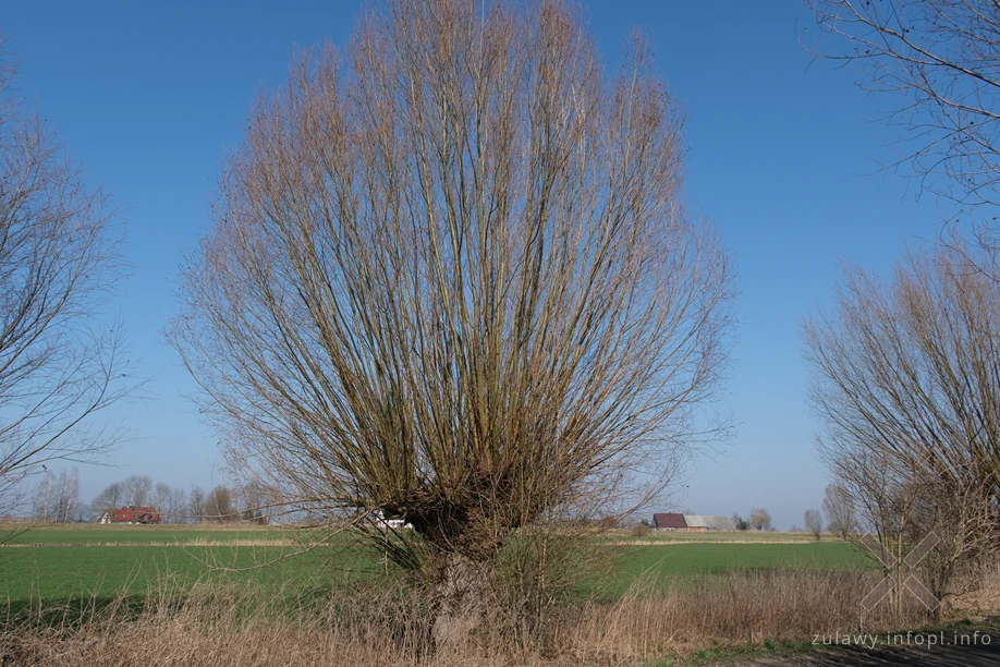 Żuławy