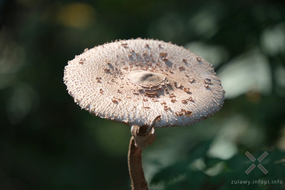 Dolina Kwidzyńska- czubajka kania Dolina Kwidzyńska- czubajka kania