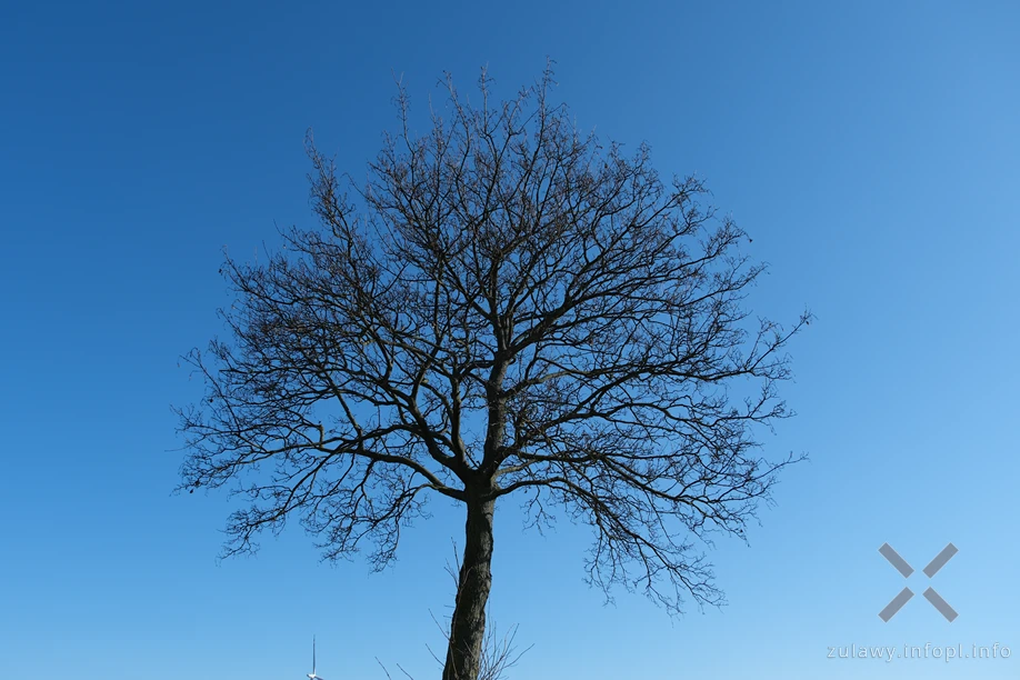Żuławy
