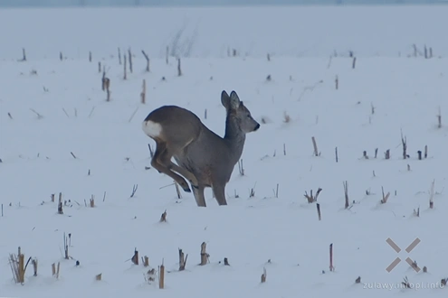 Małe Żuławy w śnieżnej odsłonie