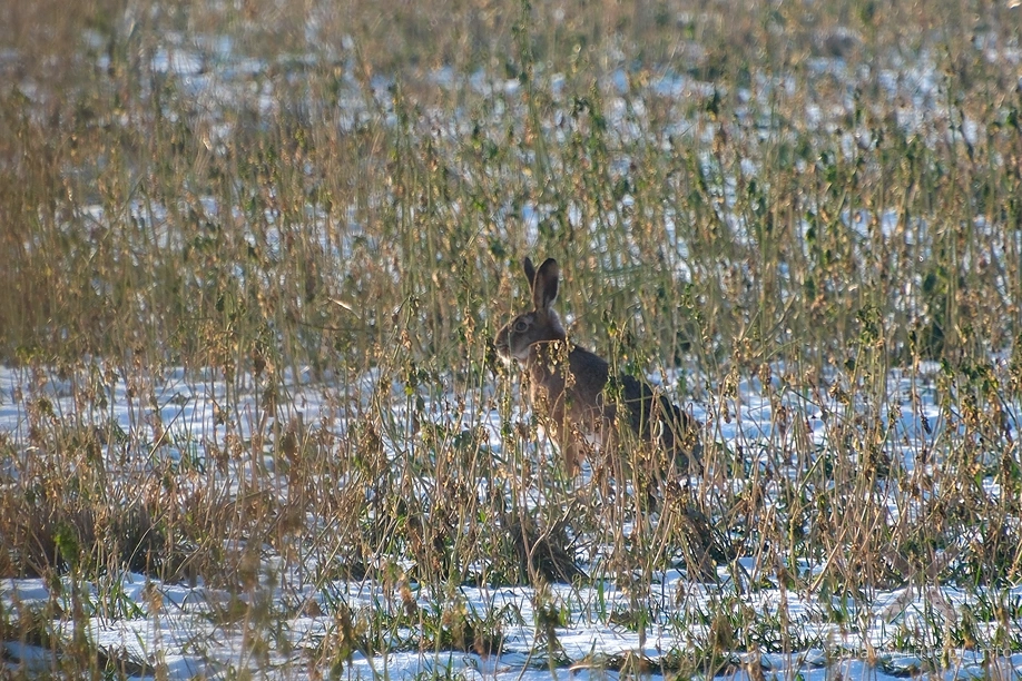 Pojezierze Dzierzgońsko-Morąskie