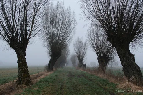 28.03.2026. Wierzby i mgła